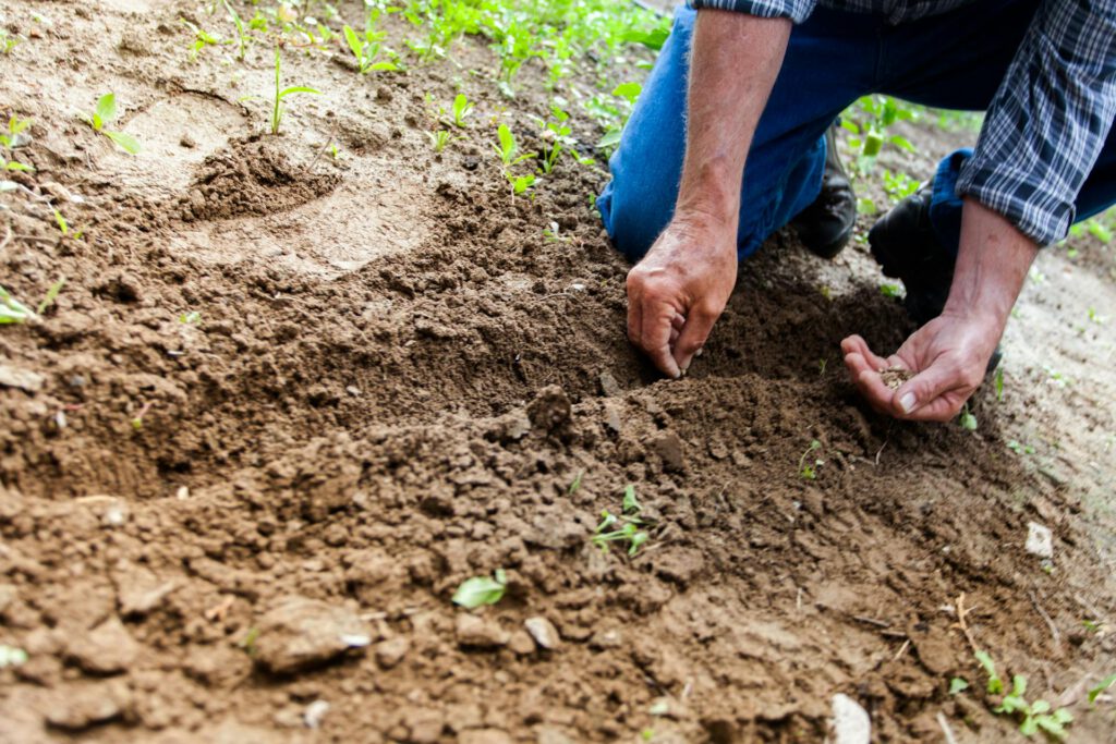 Garten für Anfänger: Die häufigsten Fehler und wie du sie vermeidest