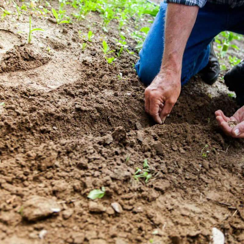 Garten für Anfänger: Die häufigsten Fehler und wie du sie vermeidest