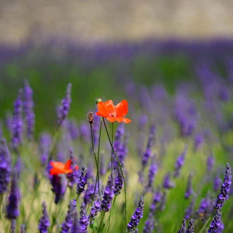 Blühkalender: Diese Blumen bringen Farbe in deinen Garten das ganze Jahr über