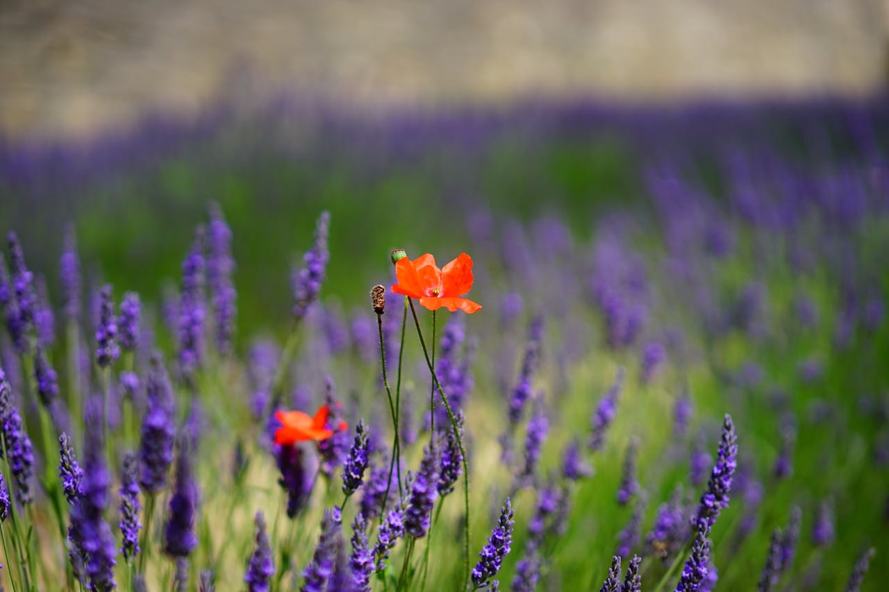 Blühkalender: Diese Blumen bringen Farbe in deinen Garten das ganze Jahr über